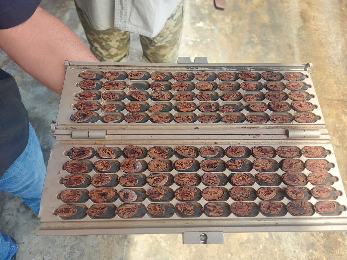 Cacao drying beds