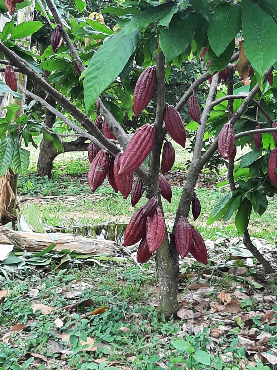 Cut cacao beans