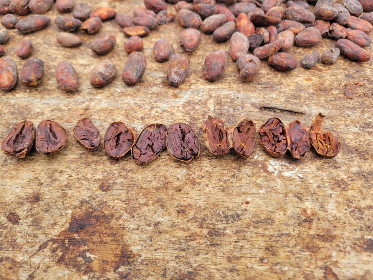 Cacao pods on tree