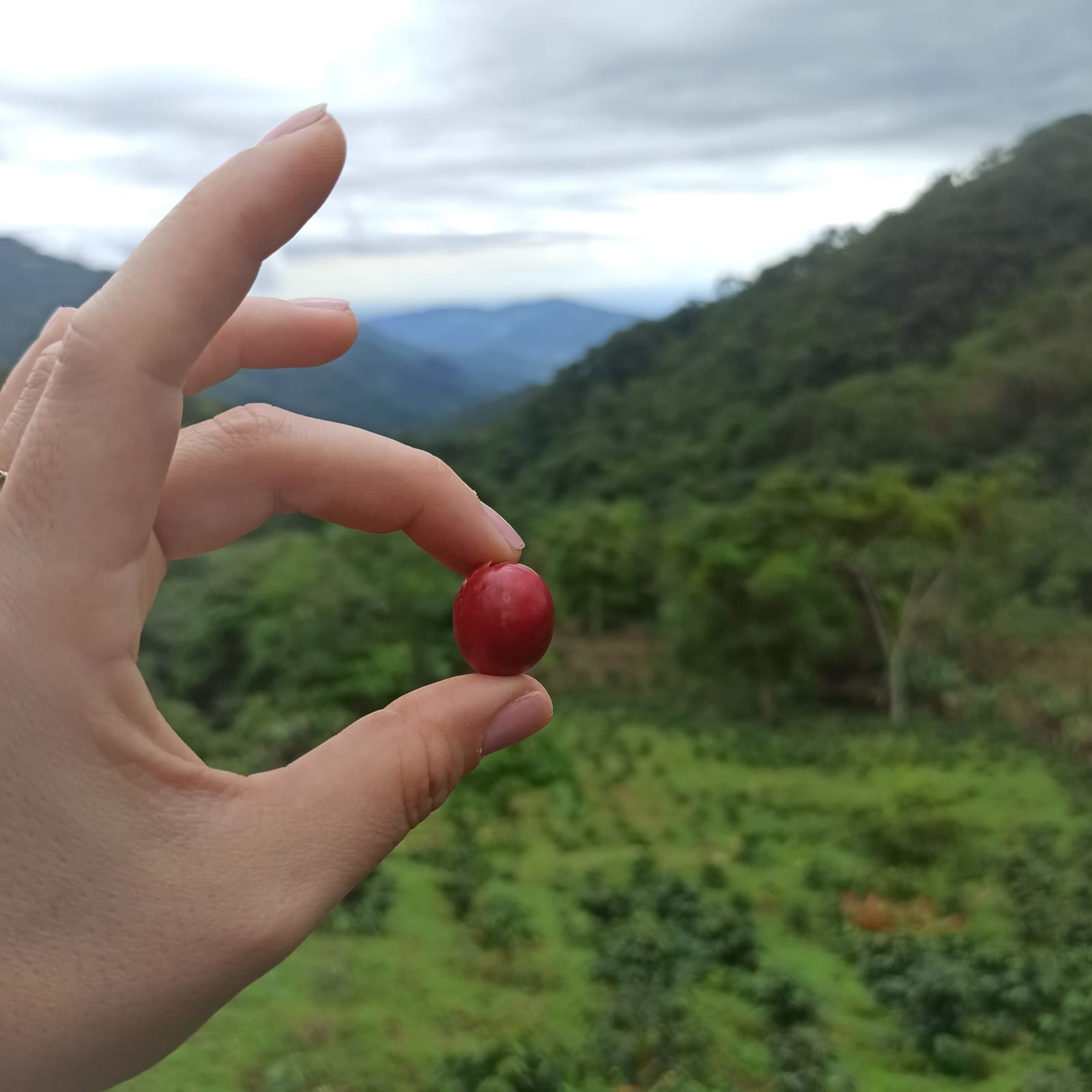 Coffee cherry
