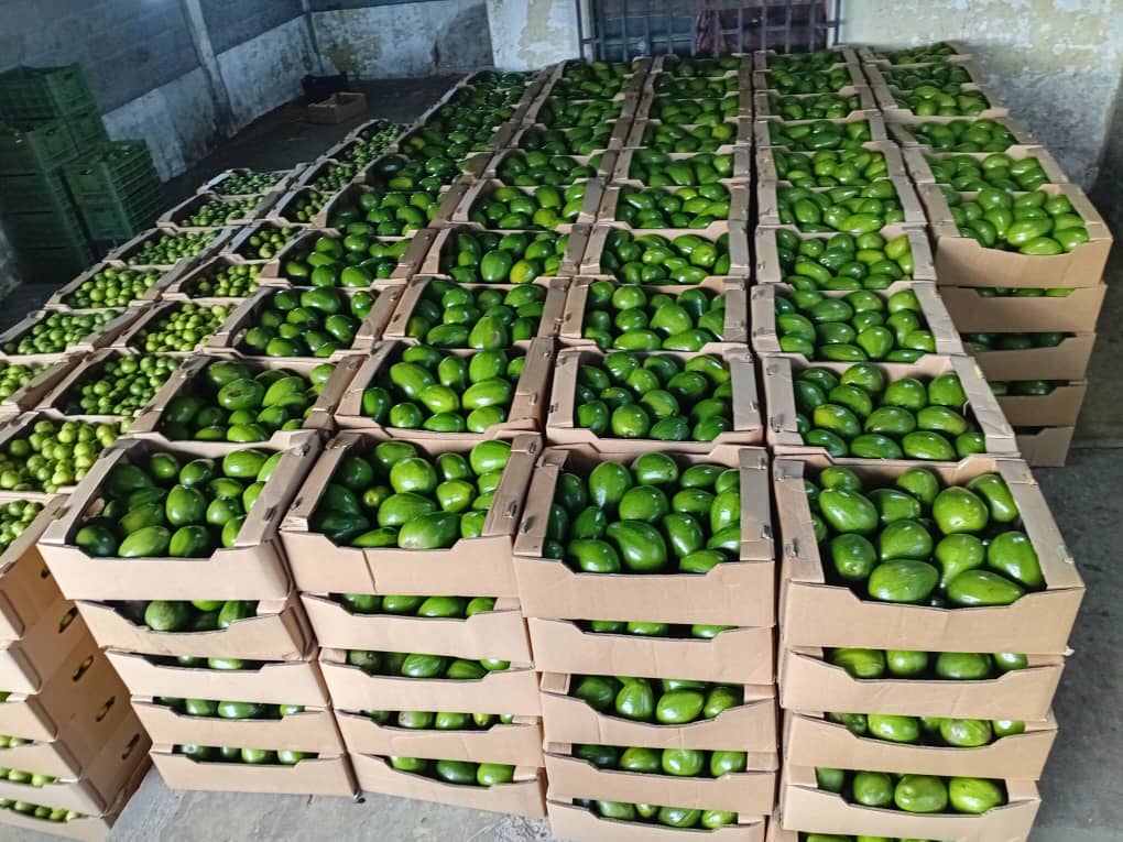 Packed avocados