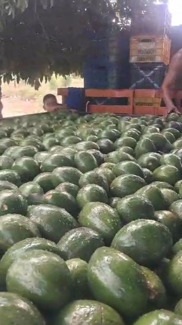 Washed avocados (alt)